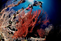 Corals - Dendronephthya Sp. by Vito Lorusso 